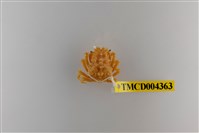 藏品(日本擬折額蟹)的圖片